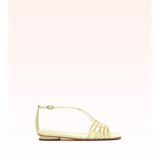 Naya Flat Daisy